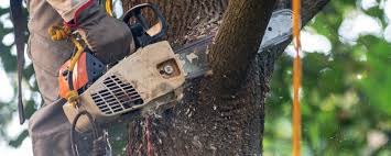 Leaf Removal in Grayson, CA