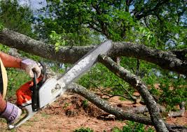 Best Hazardous Tree Removal  in Grayson, CA