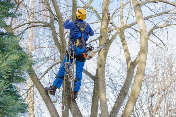 Best Tree Risk Assessment  in Grayson, CA