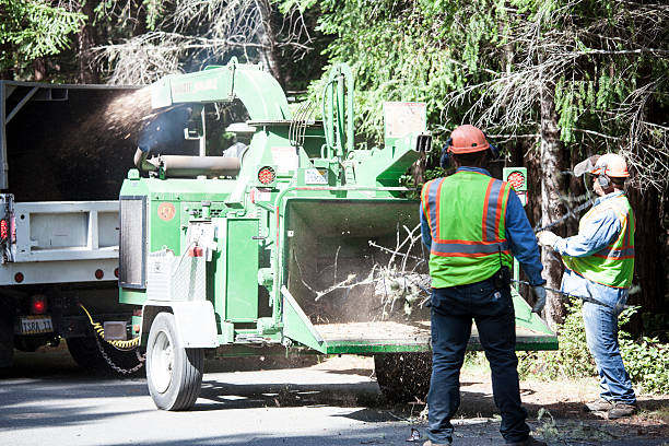 How Our Tree Care Process Works  in  Grayson, CA