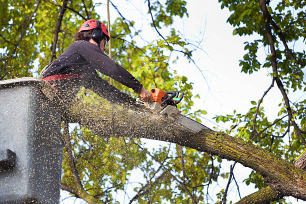 Best Utility Line Clearance  in Grayson, CA