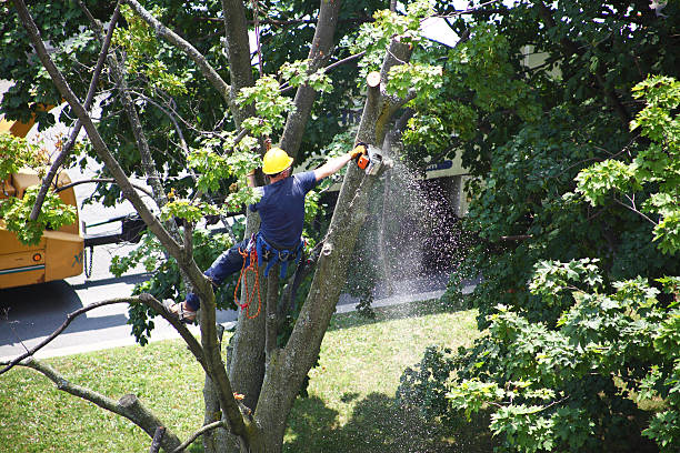 Grayson, CA Tree Care Company