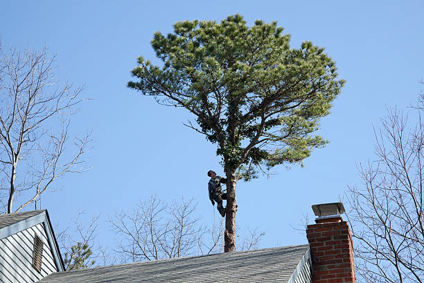 Best Tree Cabling and Bracing  in Grayson, CA