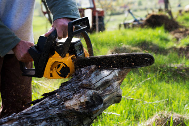 Trusted Grayson, CA Tree Care Experts